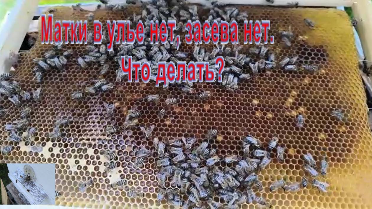 После удаления маточников и очередного осмотра улья не обнаружена матка и нет засева.#пчелы #матка