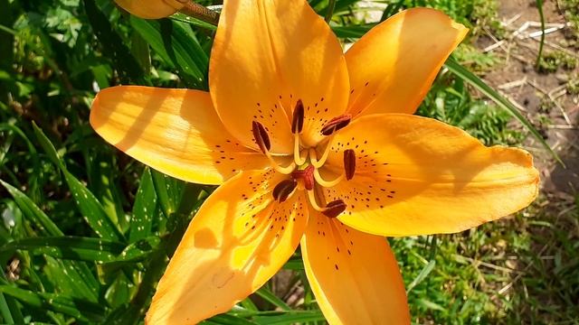 лилия сеянец №31 (Vlasova' 2025)