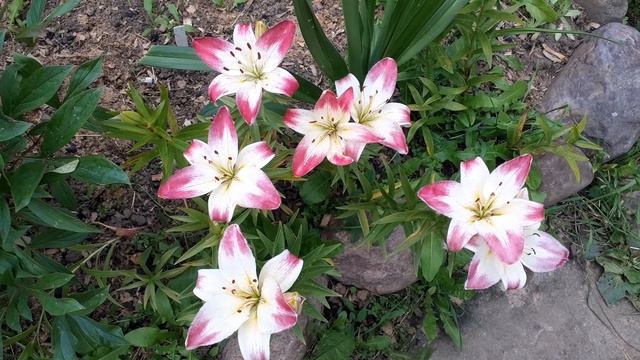 лилия ЛОЛЛИПОП азиатская