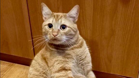 Вкусняшка для Рыжика. Любит Рыжик дыню есть