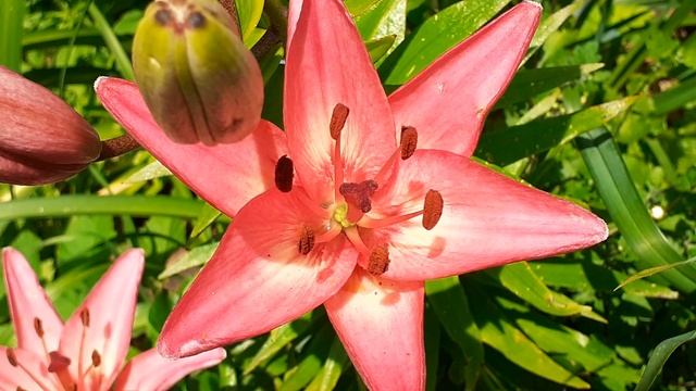 лилия сеянец №13 (Vlasova' 2025)