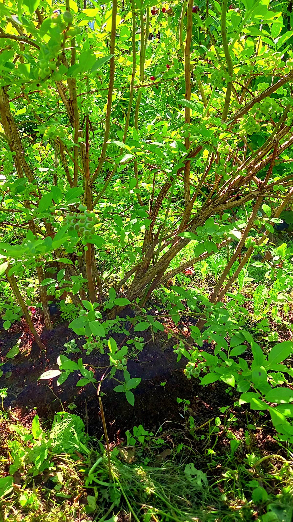 ГОЛУБИКА ПОСАДКА НА БУГРЫ ДОСТОИНСТВА И ПРЕИМУЩЕСТВА