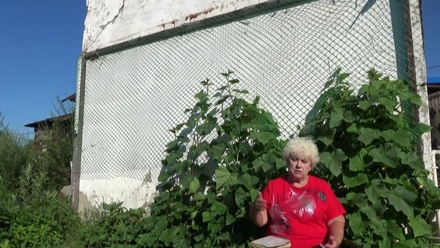 Какие томаты - новинки я выращиваю в 2025 году?