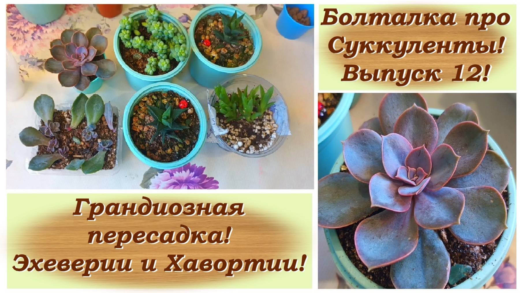 Болталка про Суккуленты! Выпуск 12! Грандиозная пересадка! Эхеверии и Хавортии!