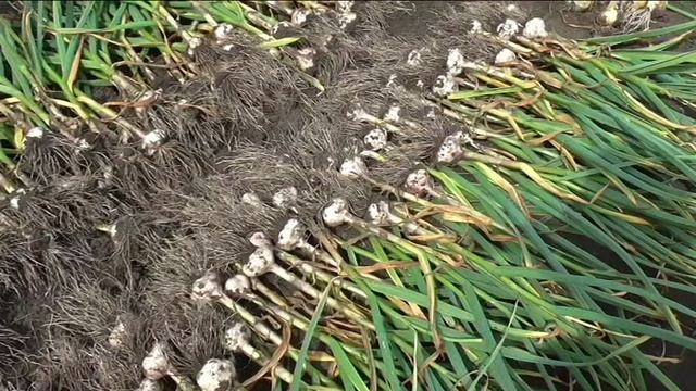 Уборка чеснока, подготовка к хранению.