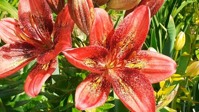 лилия ХЕЙЛИ (Vlasova' 2023)