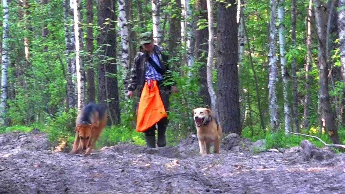 Русские гончие Аргон и Лайма вл. Шатров В.А.#охотасгончей#собака #животные #топ #hunting