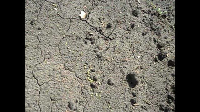 Взошла редька