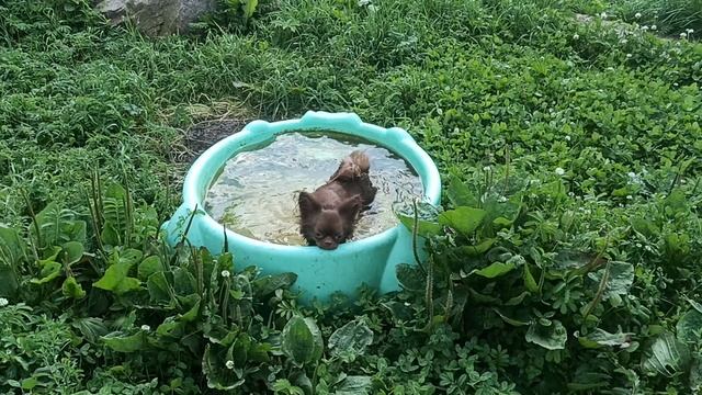 В Лен. области жара+32! #купитьщенкачихуахуапродаю 89215950848