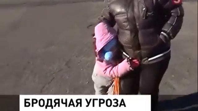 Николаевск на Амуре миллион за собачьи укусы 5тв (360p_25fps_H264-128kbit_AAC)