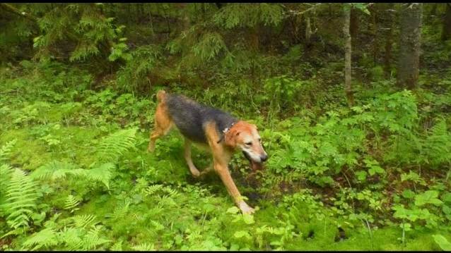 Русская гончая Аргон вл. Шатров В.А.#охотасгончей#собака #животные #топ #hunting