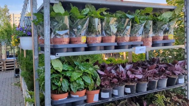 14-07-2025. заехали в Лемана про..Орхидеи и другие цветы..Купила мульчу.