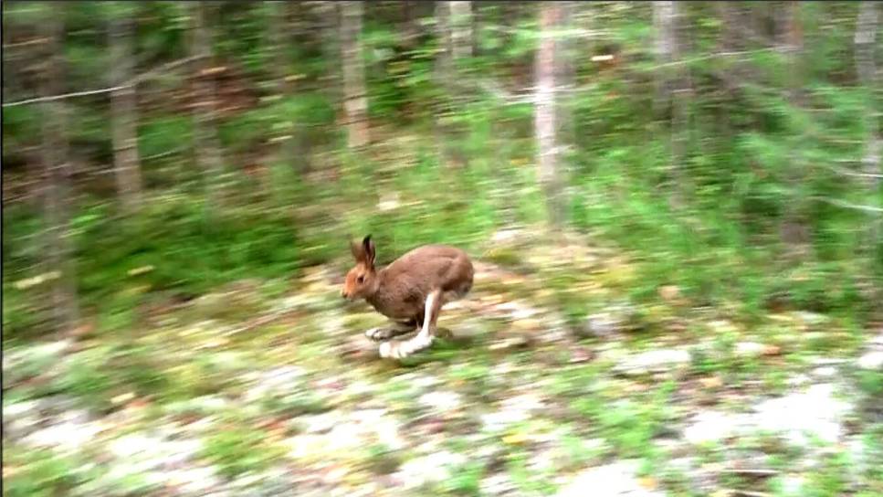 СУШЬ , ЖАРА , НАГОНКА ПО ЗАЙЦУ .Русские гончие Аргон и Лайма вл. Шатров В.А.#охота #топ #hunting