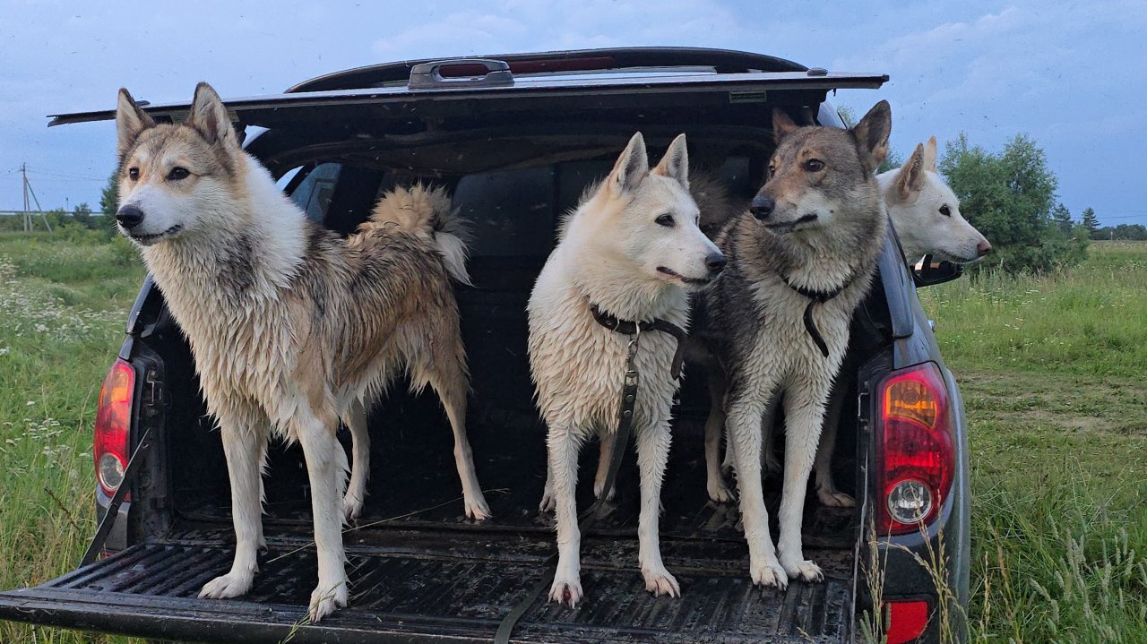 Вечерние купание лаек