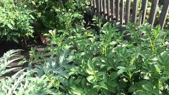 Картофель из семян Императрица зацвел