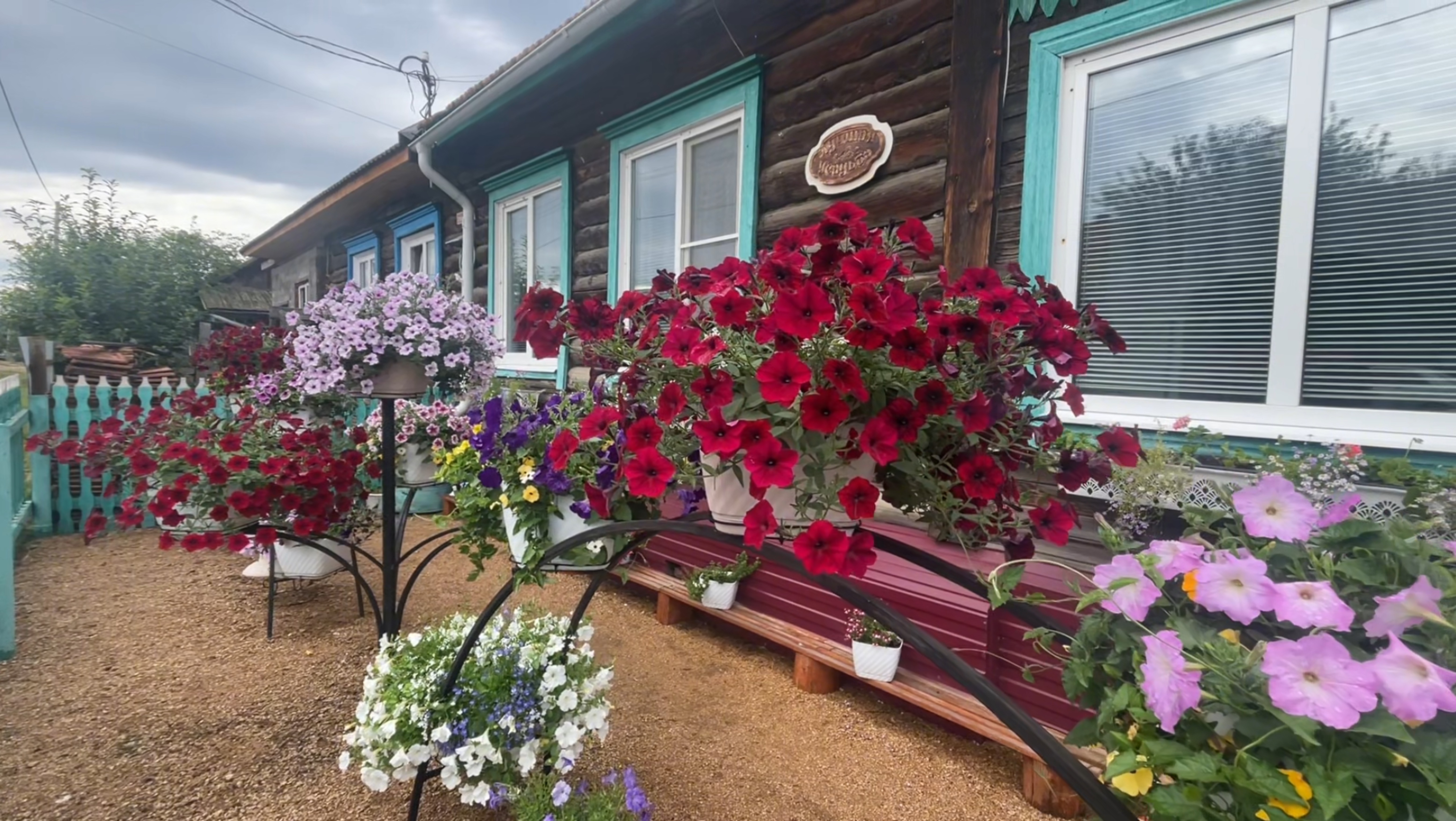 Как продлить обильное цветение петунии. 
Обзор петунии после дождя.