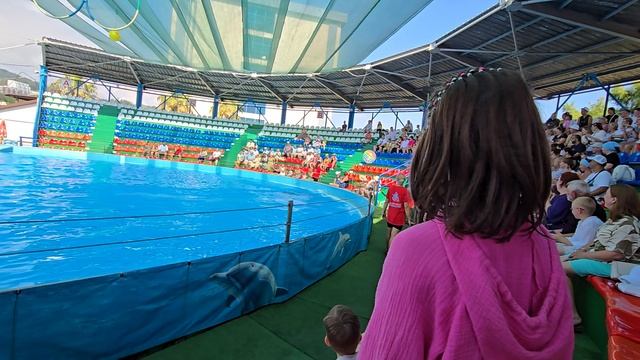 дельфины в Адлере