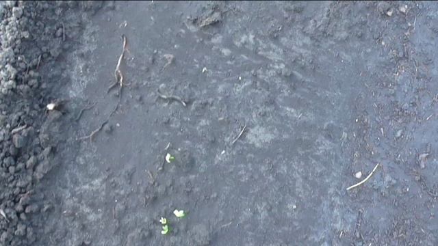 Всходы репы защищаю табачной пылью