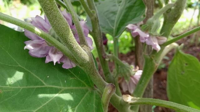 Наконец-то тепло! Обзор баклажанов.