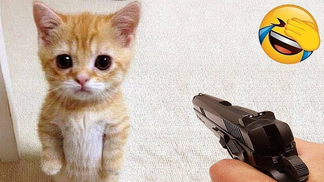 Смешные кошки-коты 2025 😸Лучшие приколы с кошками😸 Кошки😸 Животные- Смешное видео!