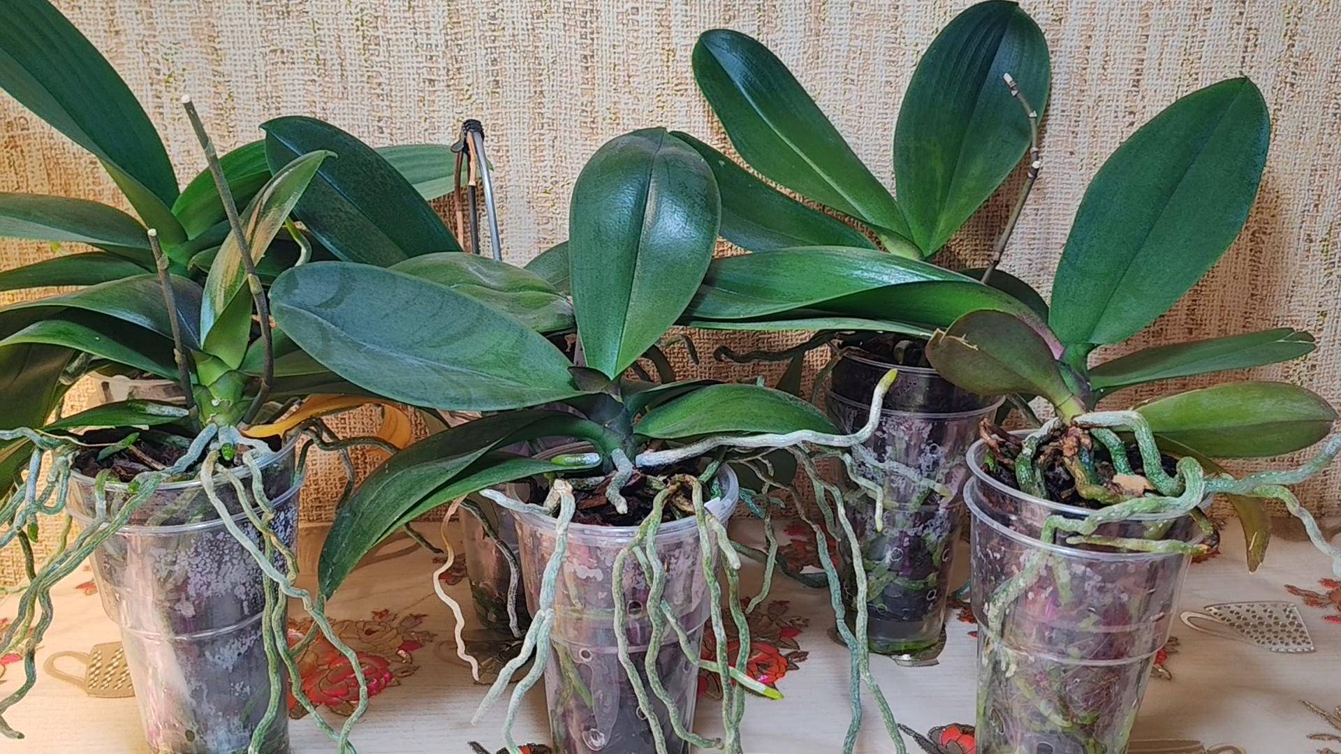 Пересадка моих азиатских фаленопсисов