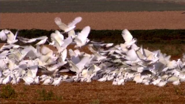 Попугаи вредители