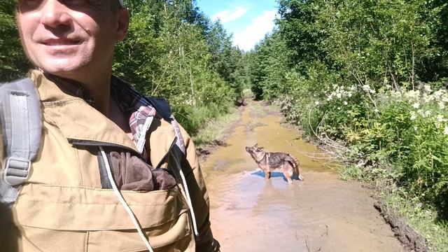 Овчарка любит принят душ на грязные лужах