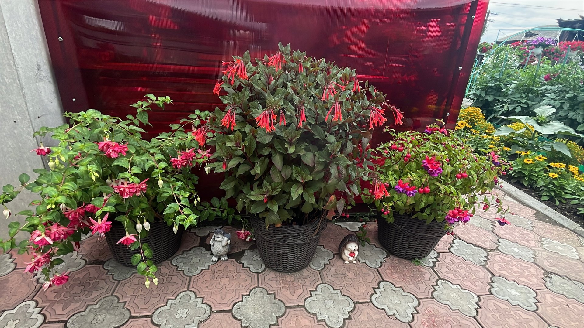 🏡 Цветочный Vlog. Фуксия, как сохранить до следующего сезона. Самосборные семена с Пеларгонии.