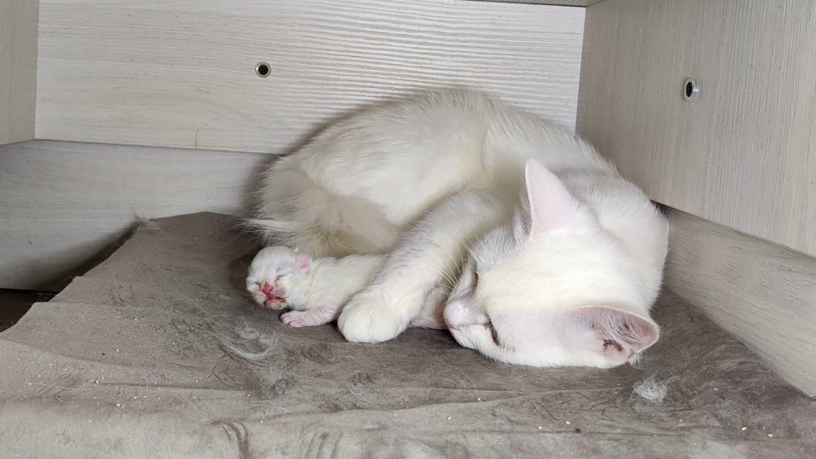 Новорожденный котёнок. День тринадцатый. Мама-кошка разговаривает с новорожденным котёнком.