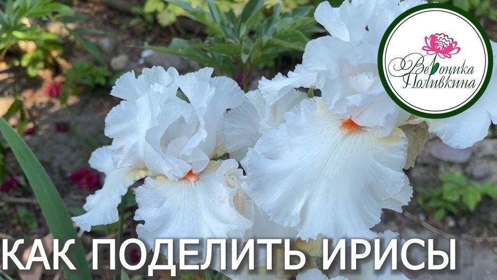 КАК РАССАДИТЬ ИРИСЫ