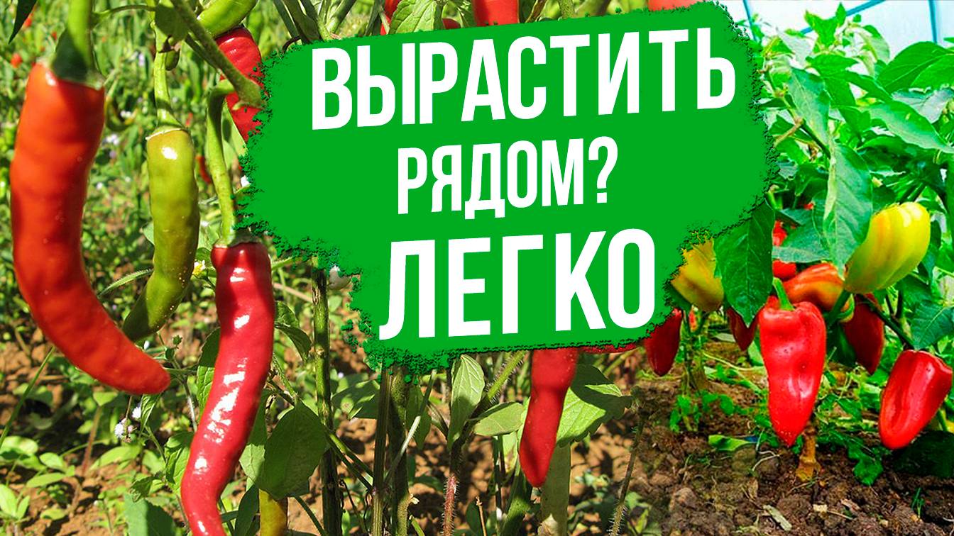 Сладкий и острый перец в одной теплице? ЭТО РЕАЛЬНО!
