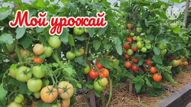 Мой урожай. Такие помидоры у нас выросли в теплице. Томаты в теплице!