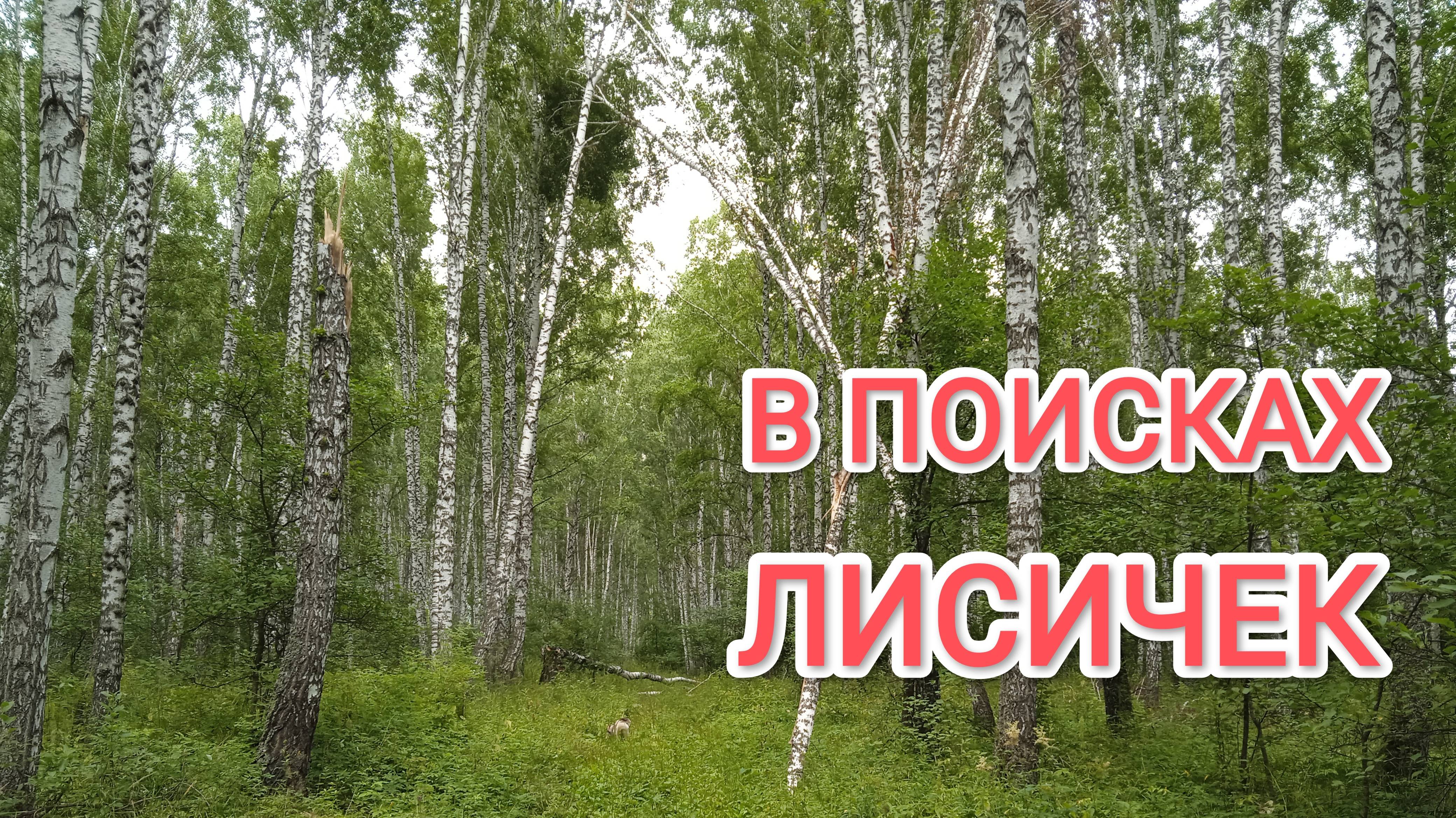 В тайгу с Хаски за лисичками Комары нас чуть не съели