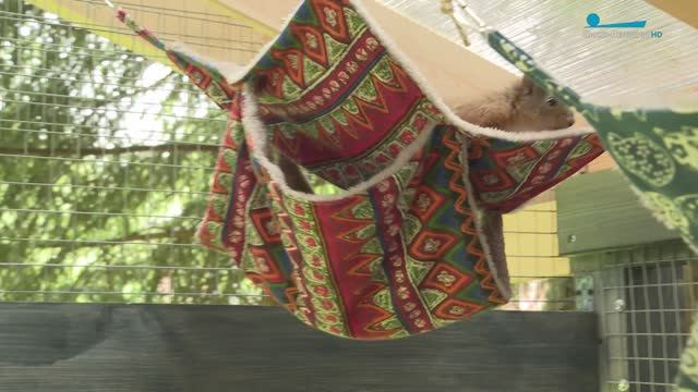 Общежитие для белок. Как в Петербурге помогают грызунам-сиротам