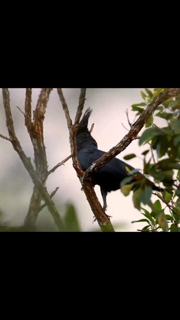 Черный какаду