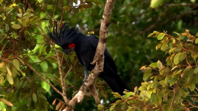 Какаду в природе