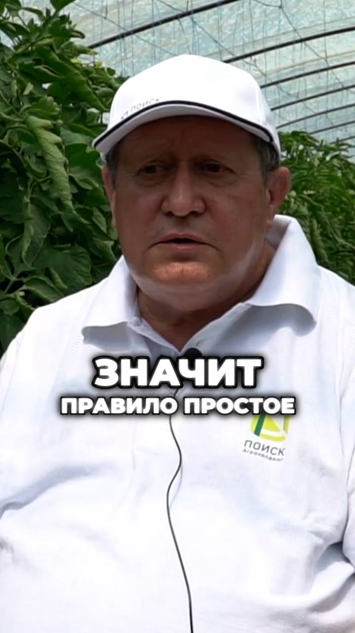 Какие листья у томатов НУЖНО УДАЛЯТЬ?