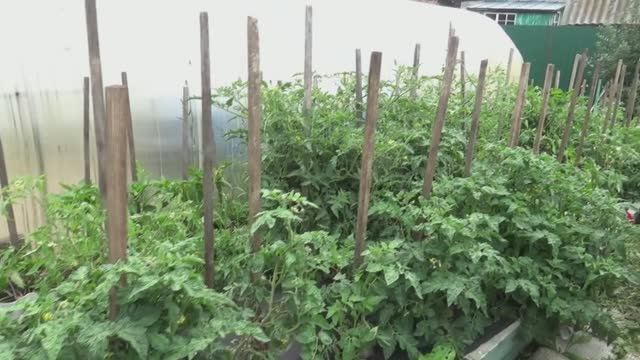 Это просто чудо!  Мои ЗАМЕРЗШИЕ Томатные Гномы  обросли и уже начали спеть!