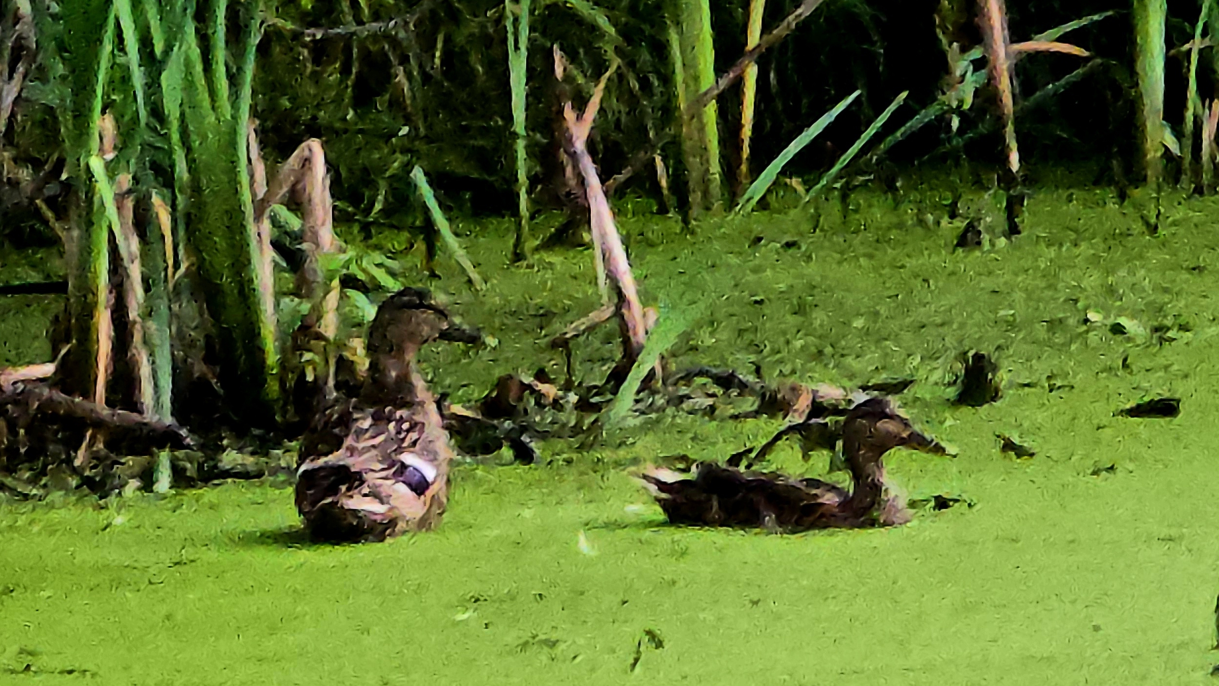 Дикие и подсадные утки