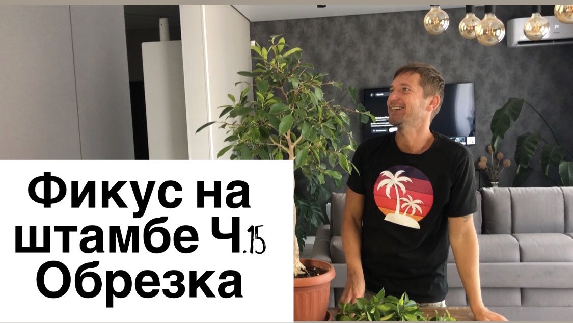 Фикус на штамбе Часть 15 Обрезка. Коротко об уходе