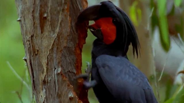 Черные пальмовые какаду