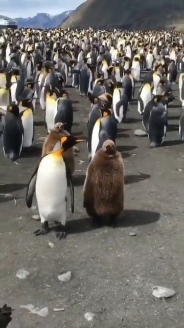 Прогулка Пингвинёнка с Мамой под Весёлую Песенку . ☀️