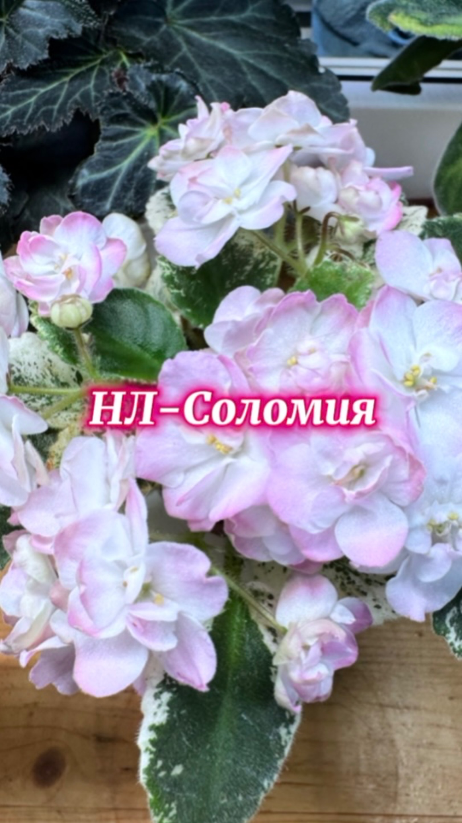 НЛ-Соломия. От листочка до цветочка