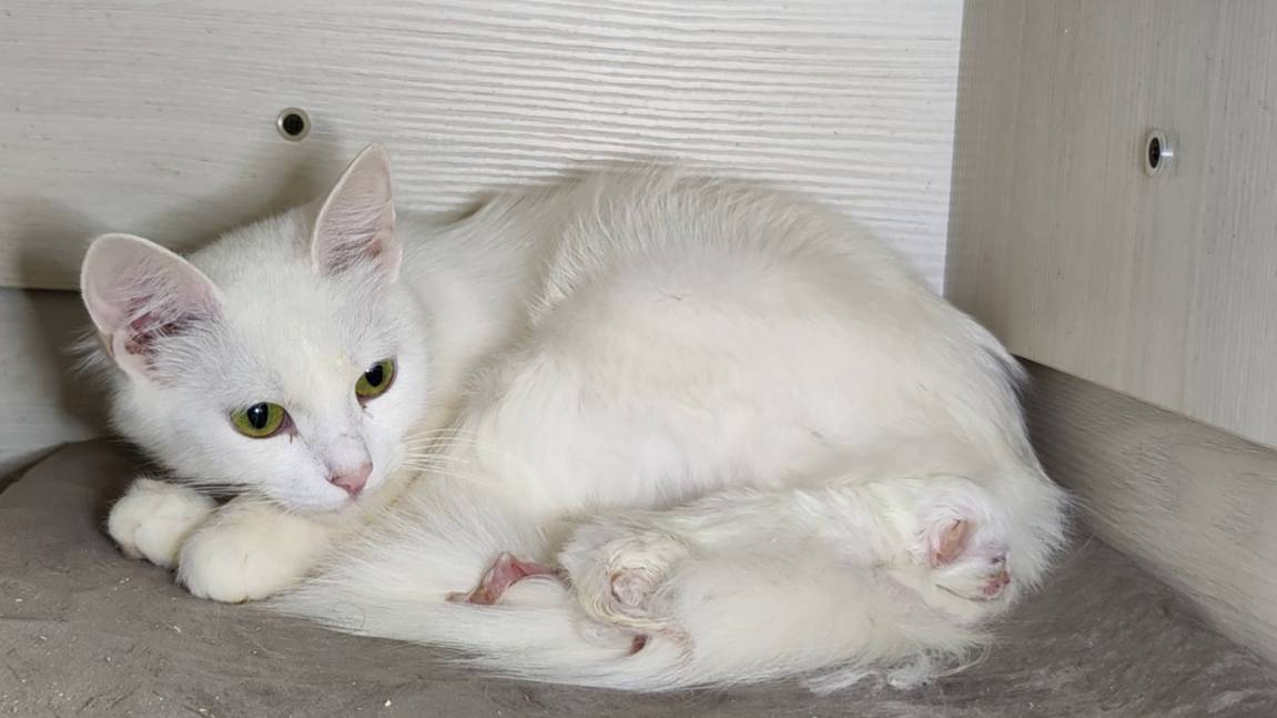 Мама-кошка разговаривает с новорожденным котёнком. Мама-кошка заботится о котёнке.