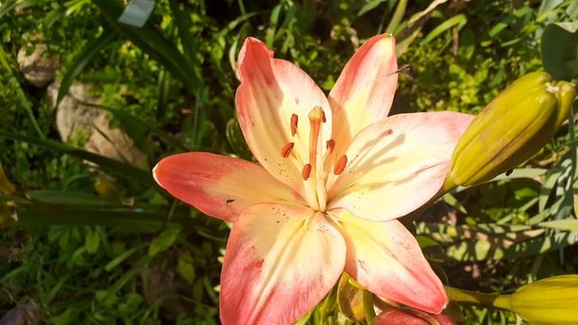 лилия НЭССИ (Vlasova' 2024)