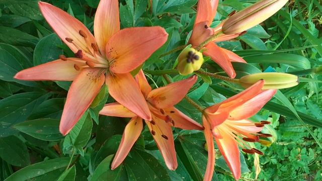 лилия сеянец №16 (Vlasova' 2025)