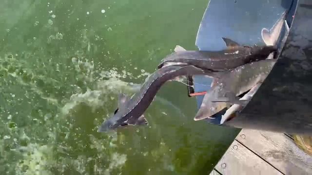 Запуск осетра 15.07.25