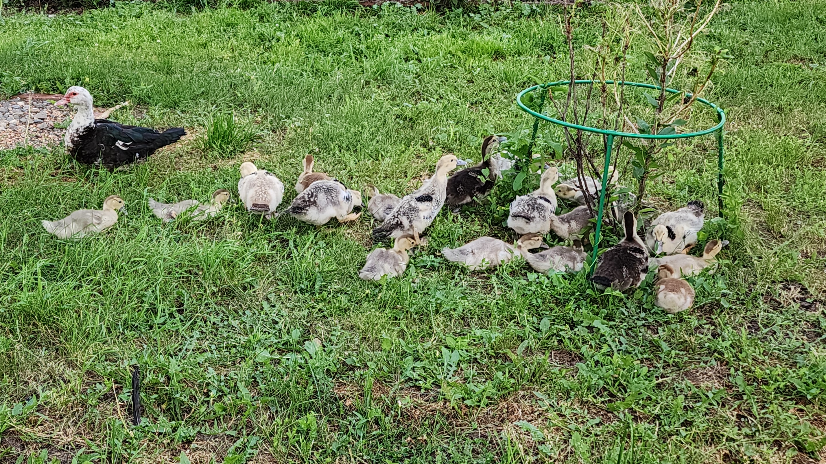 И снова я с птичками...