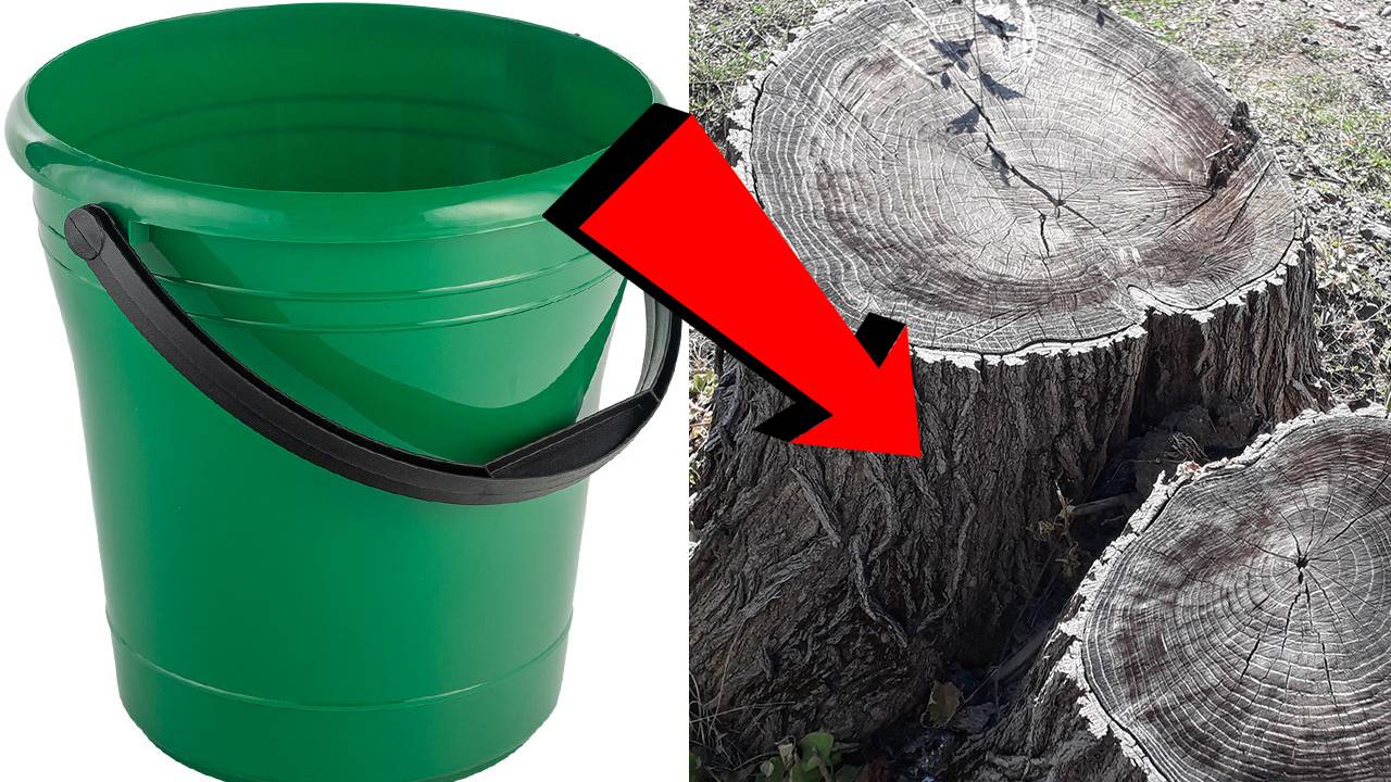 Как избавиться от пня За 3 Секунды!!!!!