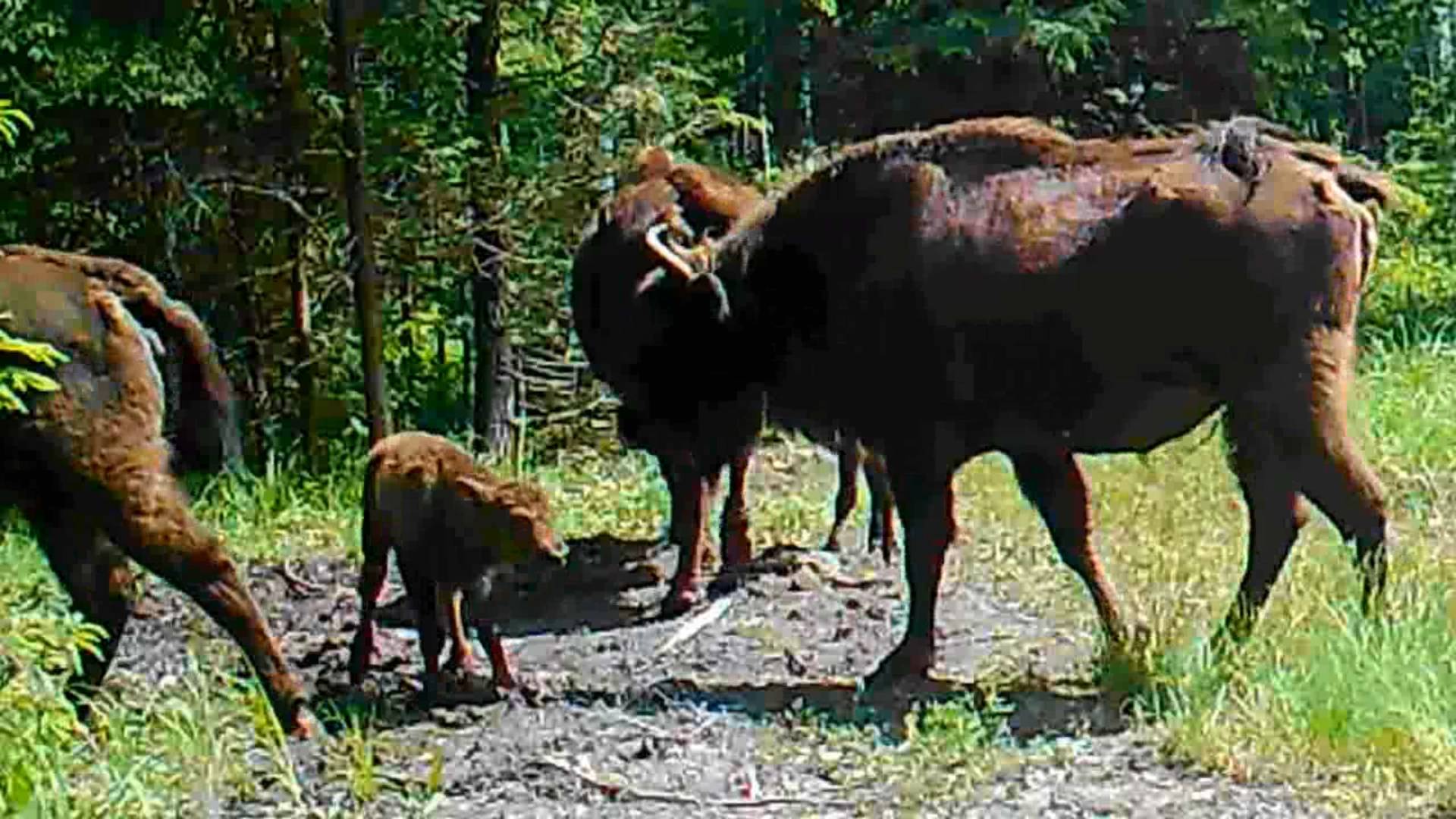 Зубры и зубрята. Клязьминско-Лухский заказник